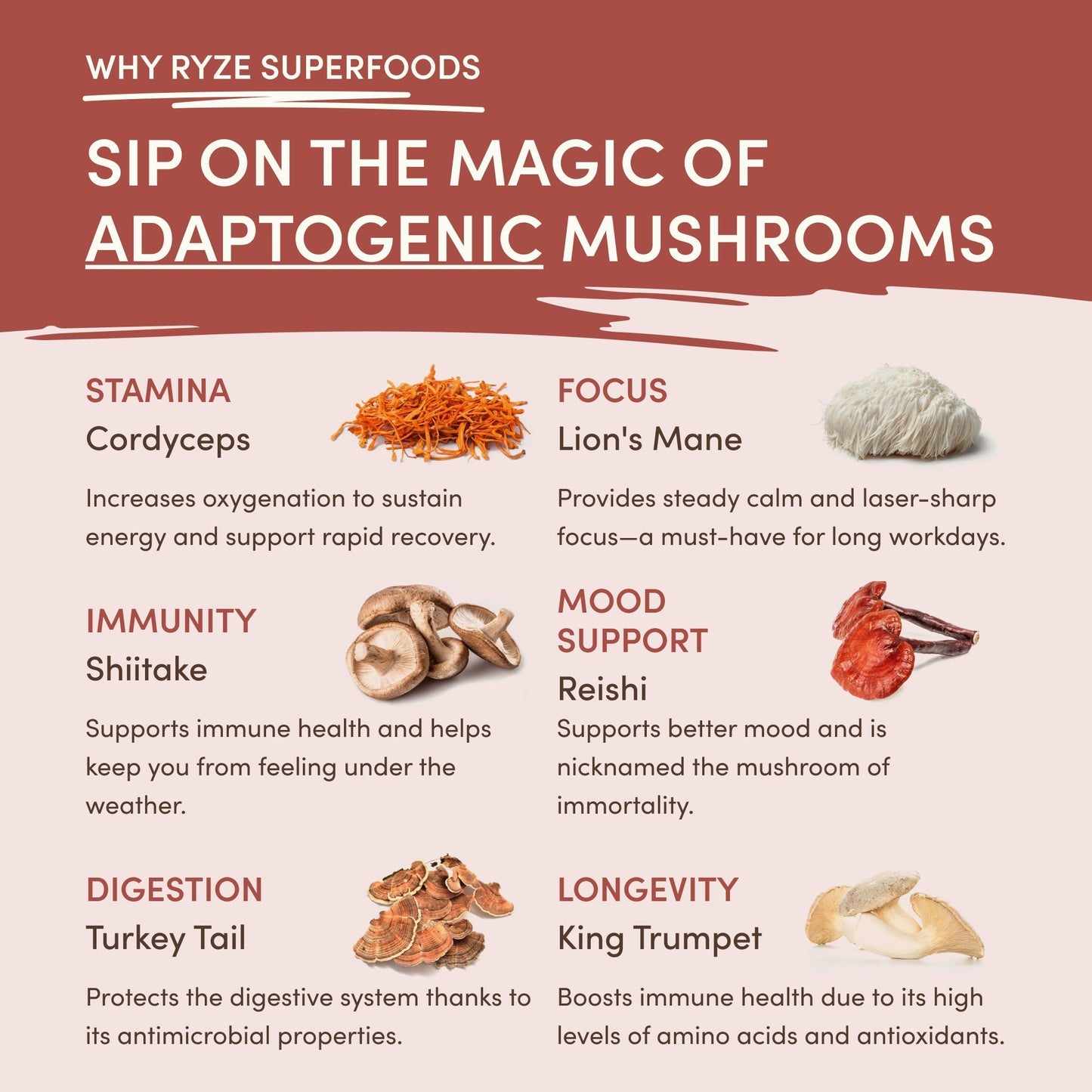 Mushroom Chicory (1 Pack - 30 Servings) - A5WB